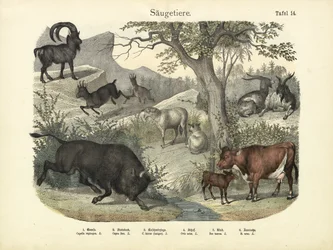 Mammiferi, c.1860